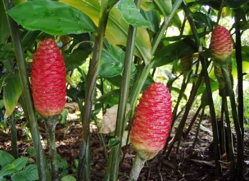 Lempuyang Gajah, Rimpang Mujarab untuk Antioksidan hingga Sehatkan Saluran Cerna