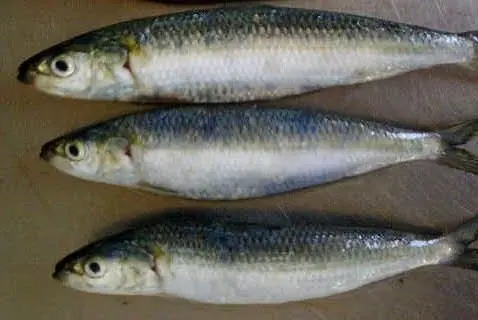 Pengasaman Laut Telah jadi Ancaman Baru bagi Ikan