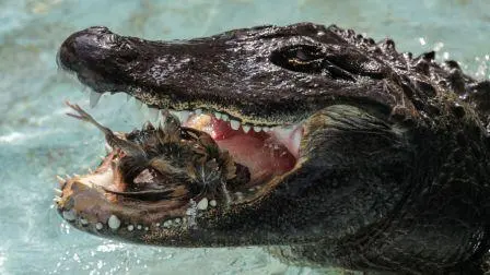 Perihal Muja, Aligator Tertua yang Selamat dari Pengeboman Perang Dunia II