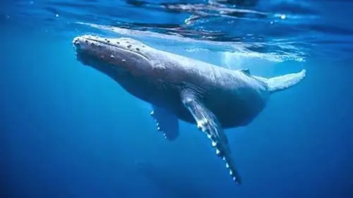 3 Biota Laut yang Paling Terdampak dari Kebisingan Laut