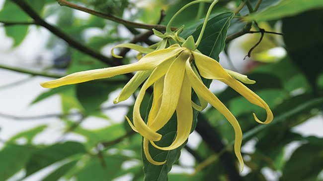 5 Bunga Penghasil Minyak Atsiri yang Wangi dan Bikin Rileks