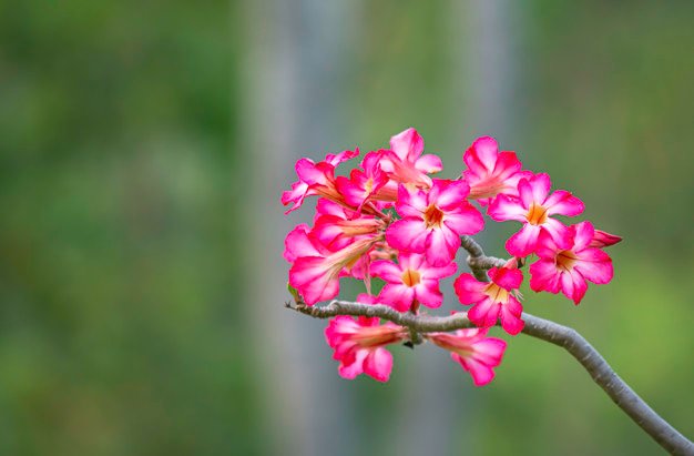 7 Jenis Adenium Hibrida dengan Tampilan Kembang yang Merona