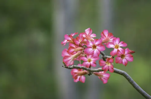 7 Jenis Adenium Hibrida dengan Tampilan Kembang yang Merona
