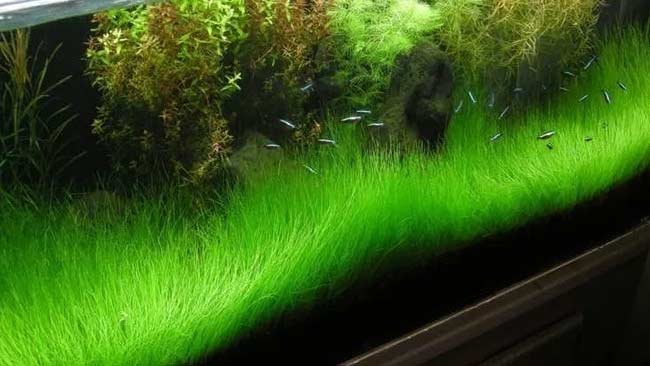 Berikut Tanaman Aquascape yang Bisa Menyulap Akuarium Lebih Eksotis