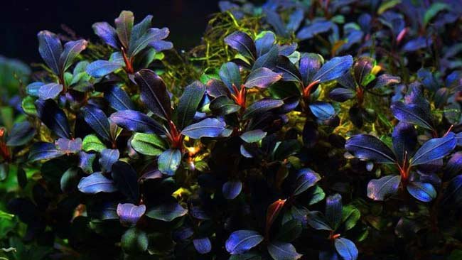 Bucephalandra, Tanaman Air Bernilai Tinggi yang Pas untuk  Aquascape