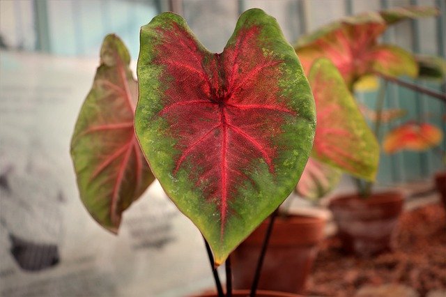 Caladium, Tanaman Hias yang Digadang-gadang Jadi Pesaing Berat Aglaonema