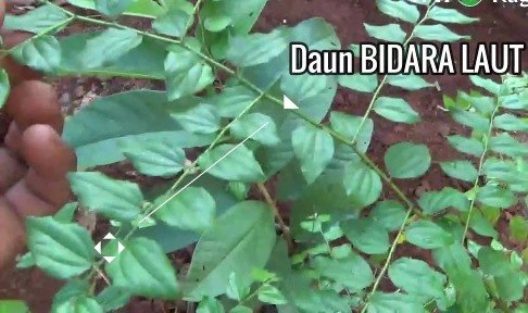 Daun Bidara Laut, Tanaman Herbal dengan Manfaat Antioksidan Tinggi