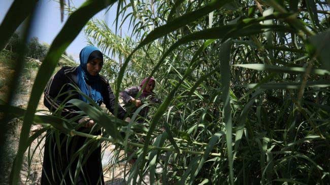 Bagi Perempuan Yordania, Daun dan Sisa Tanaman Bisa Menjelma Kertas
