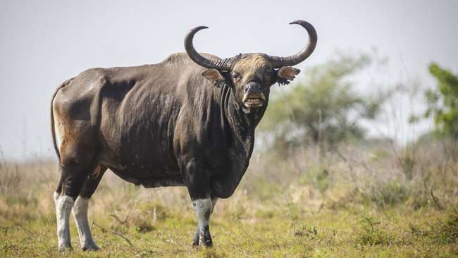 Tekad dan Patih Cetak Sejarah Baru di Bidang Konservasi Banteng Jawa