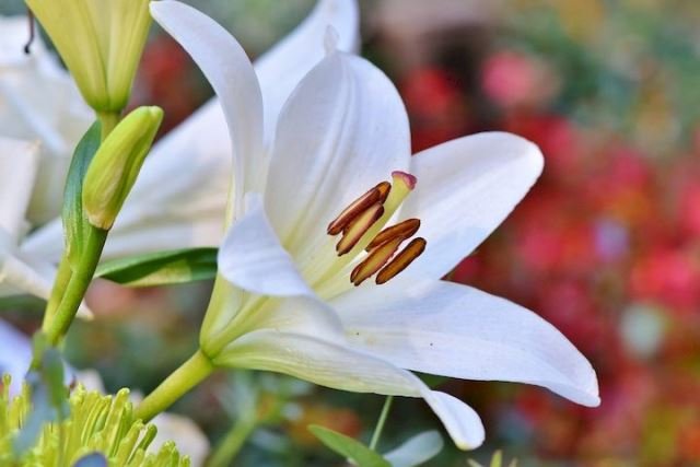 7 Tanaman Hias dengan Fungsi Herbal dan Cara Meramunya!