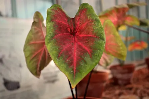 Caladium, Tanaman Hias yang Digadang-gadang Jadi Pesaing Berat Aglaonema