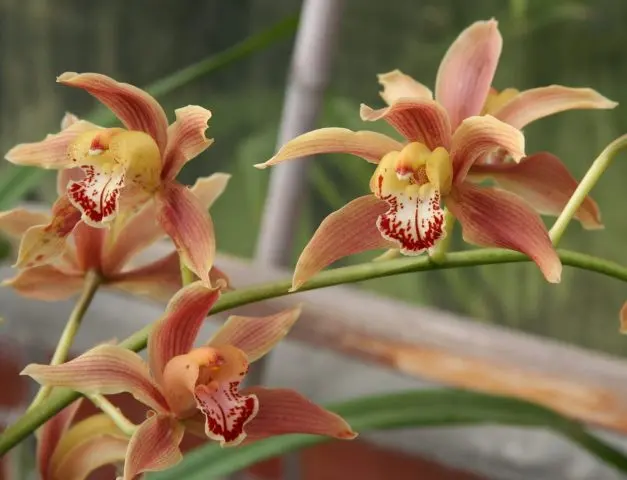 Cymbidium, Anggrek Menawan yang Diincar Pasar Dunia dan Cara Merawatnya