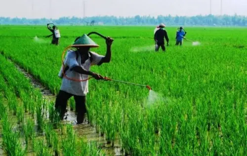 Jangan Asal Semprot, Begini Dampak Penggunaan Pestisida pada Lingkungan dan Manusia