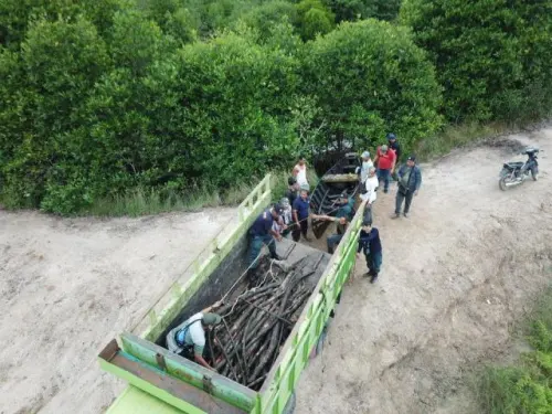 Pembalak Liar Hutan Mangrove Diringkus Gakkum KLHK di Langkat Sumut