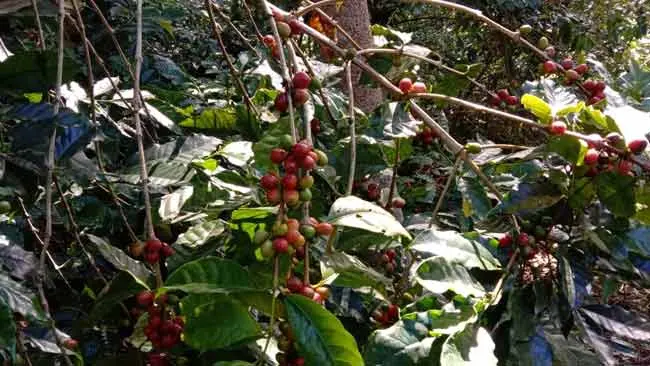 6 Kopi Indonesia  yang Ekspansi Keluar Negeri, Menembus Sekat Batas