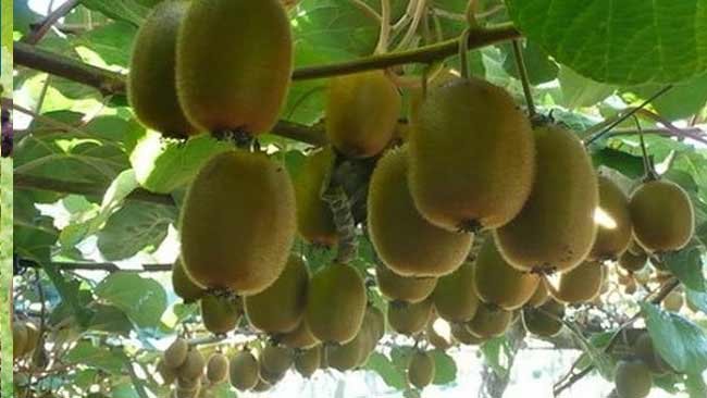 7 Jenis Buah yang  dapat Tingkatkan Imunitas Kekebalan Tubuh