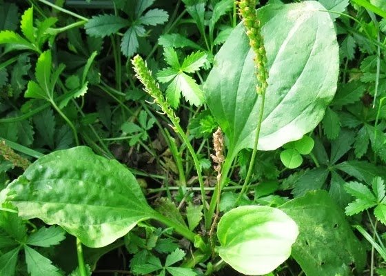 Daun Sendok, 12 Manfaat Istimewanya dan Cara Mudah Mengolahnya