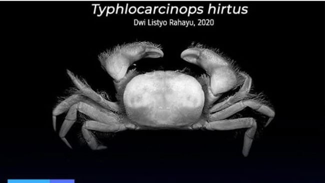 Membincangkan 4 Spesies  Baru Kepiting yang Ditemukan di Indonesia