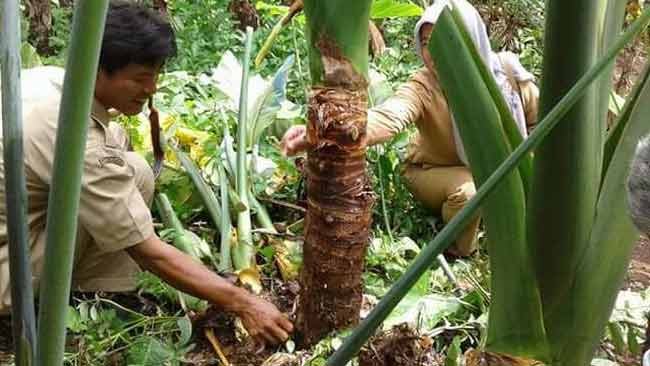 Talas Beneng, Tanaman Liar Pendongkrak Pendapatan Petani