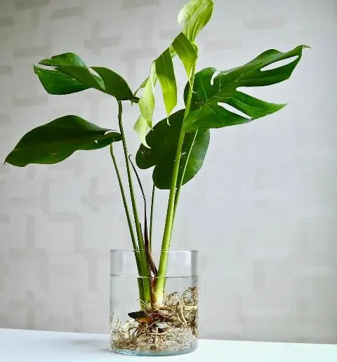 Cara Simpel Menanam Monstera dengan Sistem Hidroponik