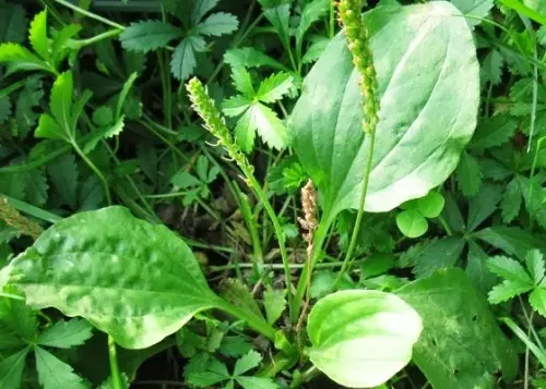 Daun Sendok, 12 Manfaat Istimewanya dan Cara Mudah Mengolahnya