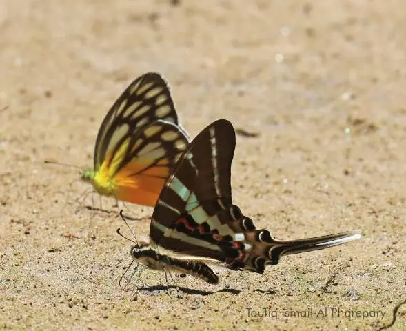 Graphium Rhesus, Kupu-Kupu Indah yang Elegan Memanjakan Mata