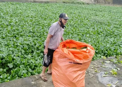 Gratis dan Melimpah, Peternak Ini Jadikan Eceng Gondok sebagai Pakan Ayam Kalkun