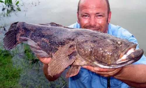 Ikan Betutu, Kembaran Gabus yang Pemalas dan 5 Fakta Menarik Tentangnya