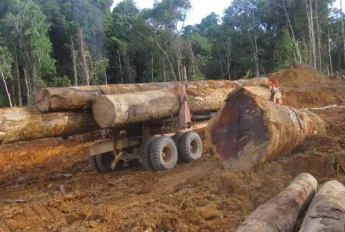 Kejahatan Kehutanan di Sulsel Meningkat di Masa Pandemi