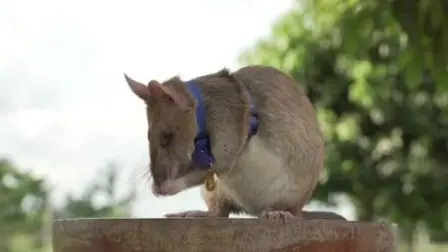 Kisah Seekor Tikus Bergelut Maut Demi Selamatkan Nyawa Manusia
