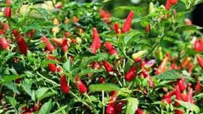 Melihat Upaya Petani Cabai di Lampung Berpihak Pada Lingkungan