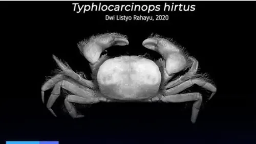 Membincangkan 4 Spesies  Baru Kepiting yang Ditemukan di Indonesia