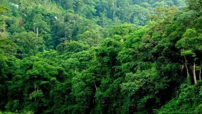 Negara-Negara ASEAN Bahas Upaya Pengelolaan Kawasan Lindung