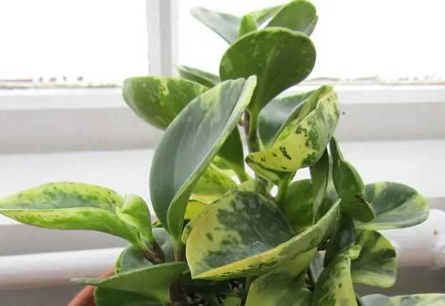 Peperomia Obtusifolia, Tanaman Hias Abadi yang Selalu Hijau dan Cara Merawatnya
