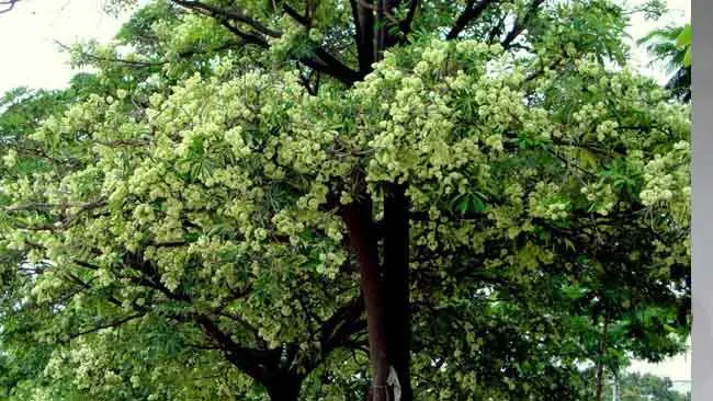 Pohon Pule, Pohon Keramat dengan Sejuta Manfaat Bagi Kesehatan