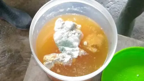 Pupuk dan Fungisida dari Jamur Tricoderma Sp, Cara Bijak Mencintai Bumi