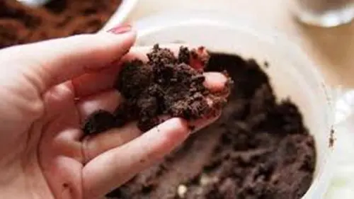 Setop Dibuang Sembarangan! Ampas Kopi Bisa Menyuburkan Tanaman