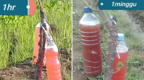 Telor Keong Mas, Probiotik Ramah Lingkungan Pendongkrak Hasil Pertanian