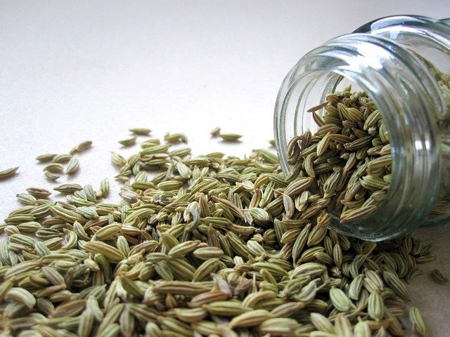 Adas, Tanaman Herbal Kaya Manfaat dan Cara Budidayanya