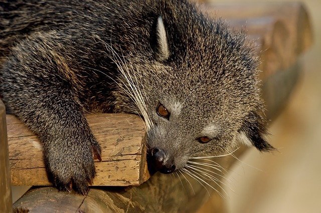 Binturong, Musang Besar yang Mirip Kucing dan 5 Fakta Unik Tentangnya