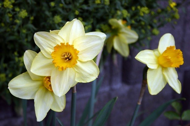 Daffodil, Bunga Hias Sarat Simbolis yang Tebar Banyak Manfaat