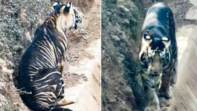 Perihal Harimau Hitam yang  Kembali dari Kepunahan
