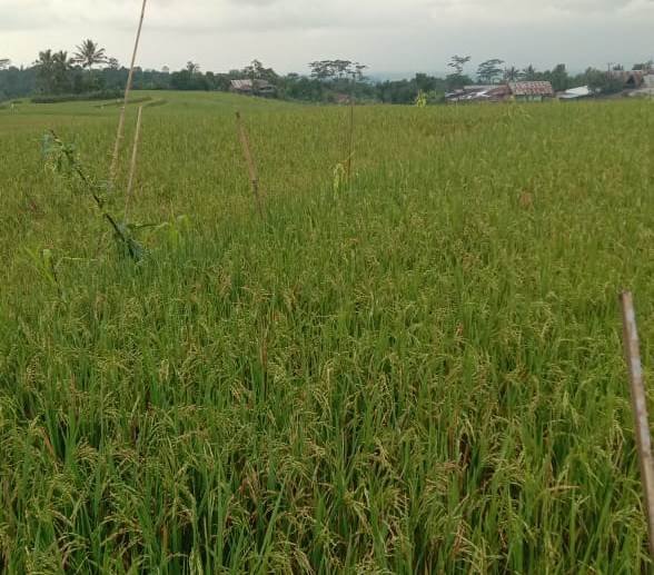 Tak Hanya Padi, 5 Komoditas Ini Juga Bisa Mengenyangkan