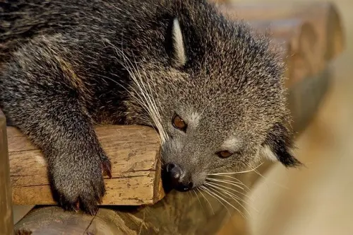 Binturong, Musang Besar yang Mirip Kucing dan 5 Fakta Unik Tentangnya