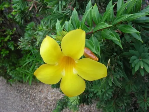 Bunga Alamanda, Tak Hanya Cantik Menawan, Manfaatnya Mencengangkan!