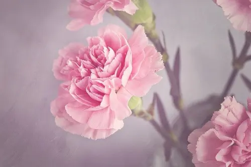 Bunga Carnation, Tanaman Hias sebagai Simbol Perasaan Manusia