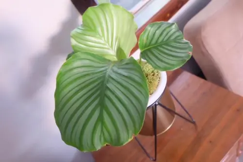 Calathea Memang Sedikit Rewel, Tetapi Ibu Muda Ini Punya Trik Mengatasinya!