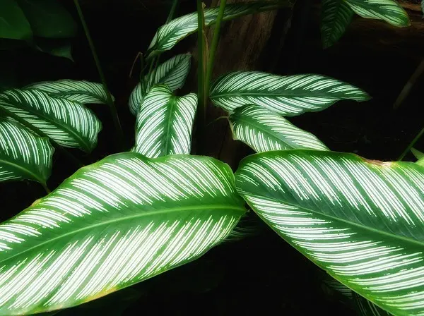 Cara Merawat Calathea Ornata untuk Hasil dan Pesona Dedaun Terbaik