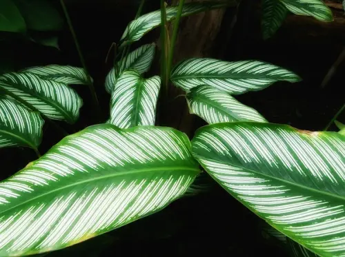 Cara Merawat Calathea Ornata untuk Hasil dan Pesona Dedaun Terbaik