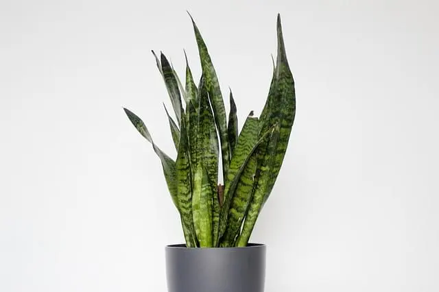 Cara Merawat Sansevieria agar Tumbuh Baik Memberi Sejuta Manfaat!